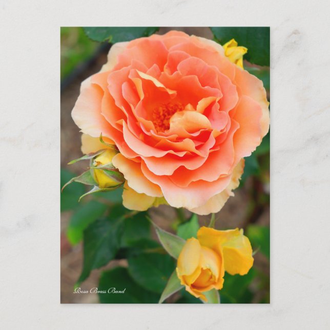 Postal Rosa Brass Band [Postal] (Anverso)