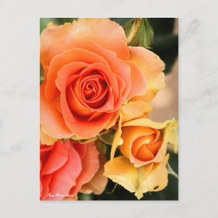 Postal Rosa Brass Band:Postcard