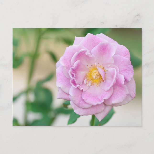 Postal Rosa Briar (Anverso)