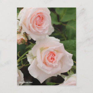 Postal Rosa Bridal Pink