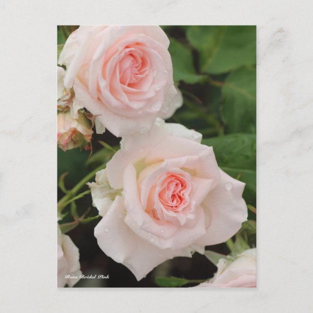 Postal Rosa Bridal Pink (Anverso)