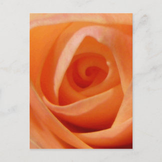 Postal Rosa Bud