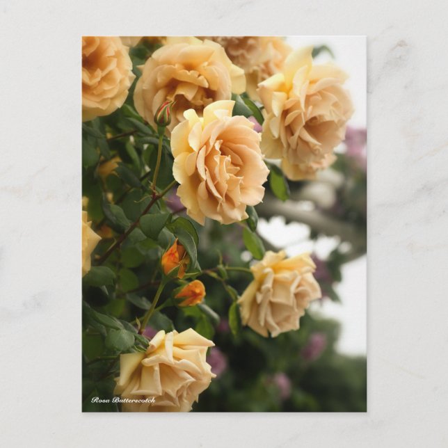 Postal Rosa Butterscotch (Anverso)