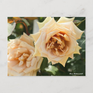 Postal Rosa Butterscotch