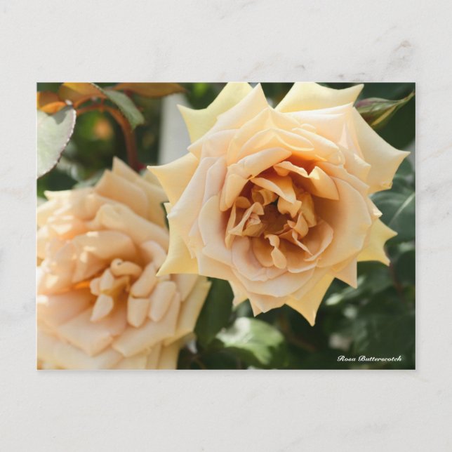 Postal Rosa Butterscotch (Anverso)