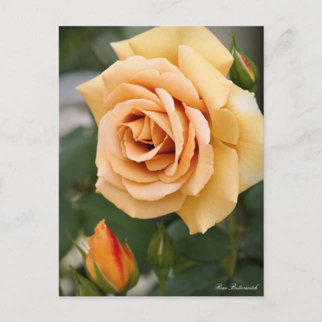 Postal Rosa Butterscotch：Postcard (Anverso)