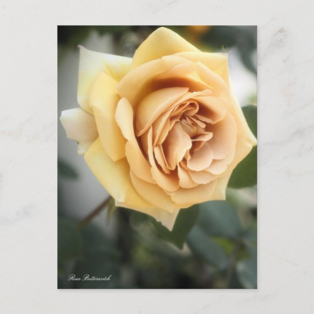Postal Rosa Butterscotch:Postcard (Anverso)