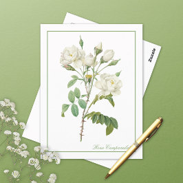 Postal Rosa Campanulata Illustration Redoute Postcard