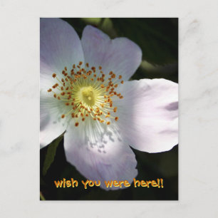 Postal Rosa Canina - Rosa de perro