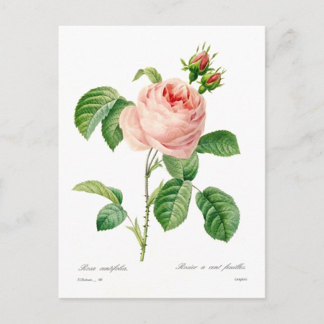Postal Rosa centifolia (Anverso)