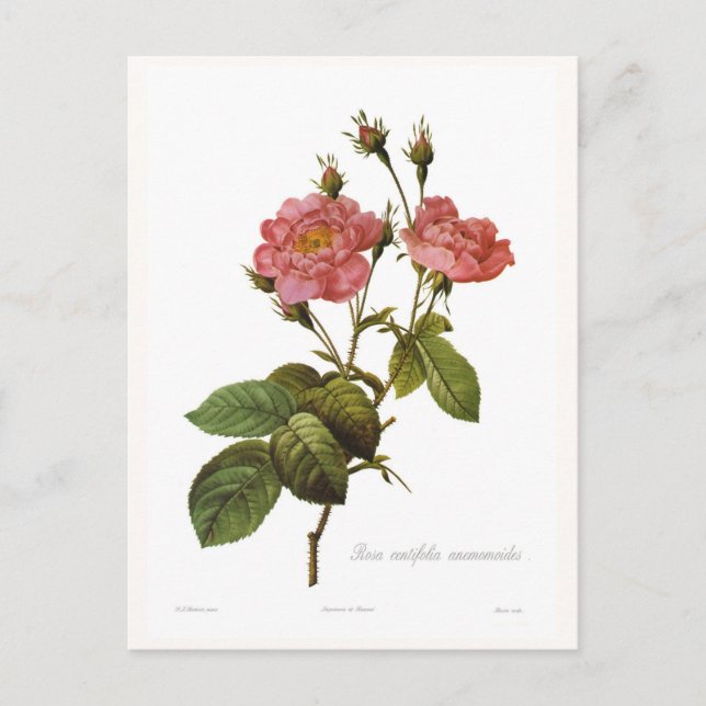 Postal Rosa centifolia anemonoides (Anverso)