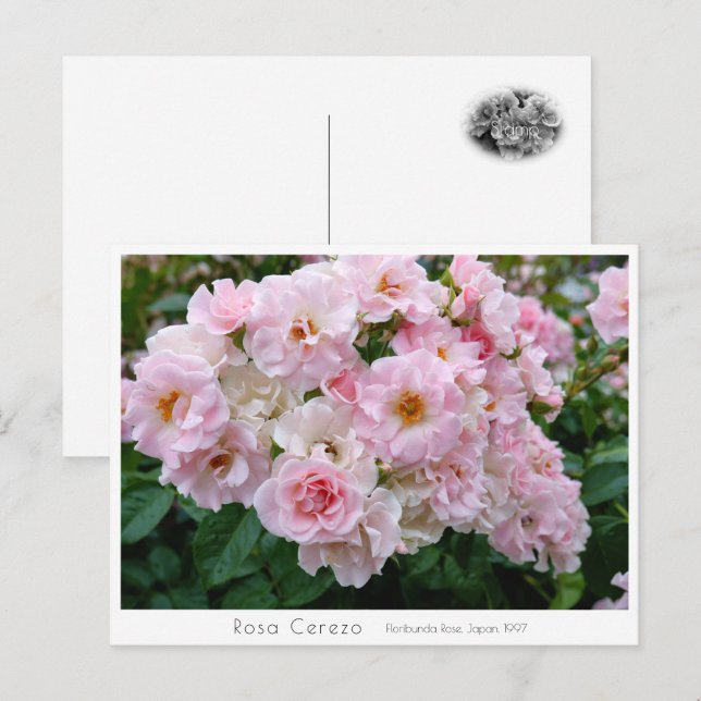 Postal Rosa Cerezo (Anverso / Reverso)