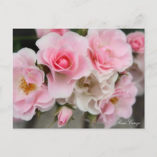 Postal Rosa Cerezo (Anverso)