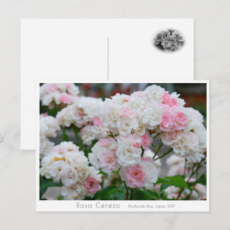 Postal Rosa Cerezo