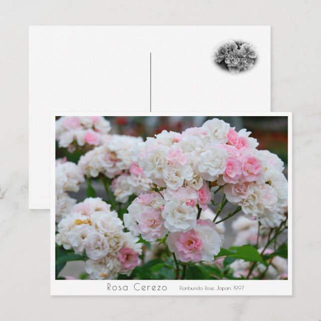 Postal Rosa Cerezo (Anverso / Reverso)