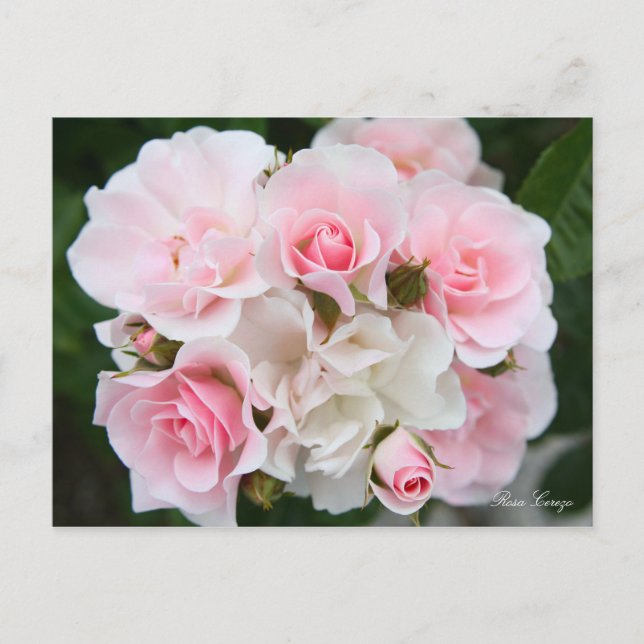 Postal Rosa Cerezo [postal] (Anverso)