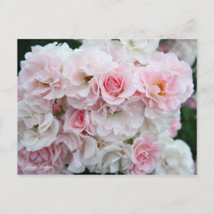 Postal Rosa Cerezo [postal]