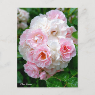 Postal Rosa Cerezo [postal]