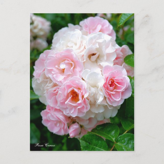 Postal Rosa Cerezo [postal] (Anverso)