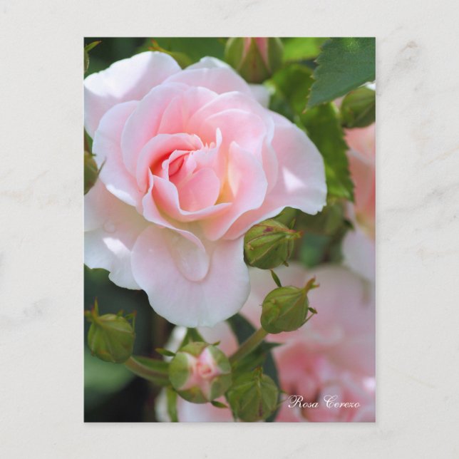 Postal Rosa Cerezo [postal] (Anverso)