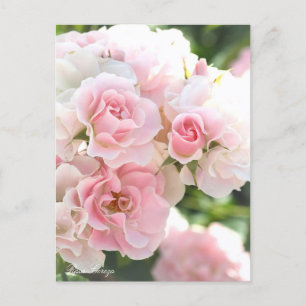 Postal Rosa Cerezo:Postcard_ver.2.0