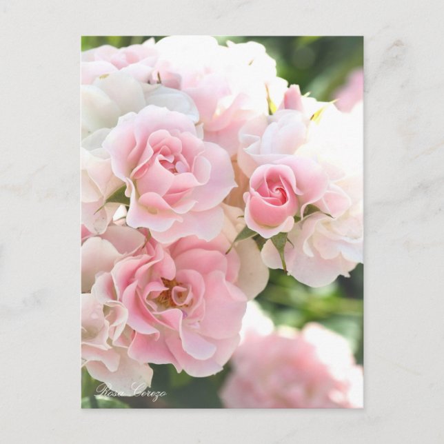 Postal Rosa Cerezo:Postcard_ver.2.0 (Anverso)