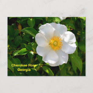 Postal Rosa Cherokee flor del estado de Georgia
