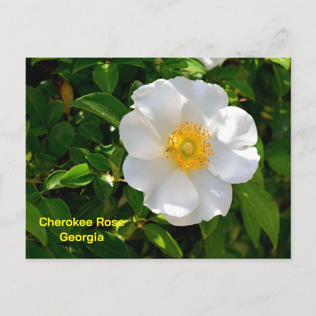 Postal Rosa Cherokee flor del estado de Georgia (Anverso)