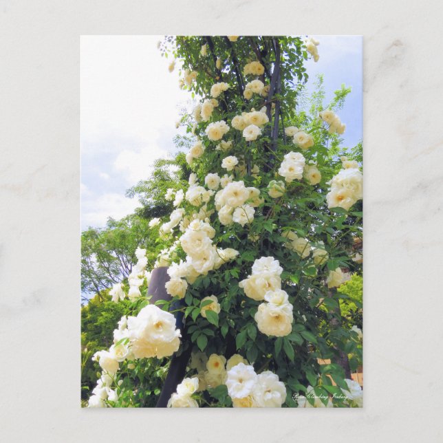 Postal Rosa Climbing Iceberg:Postal (Anverso)