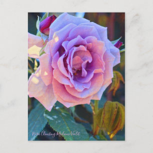 Postal Rosa Climbing Madame Violet [Postcard]