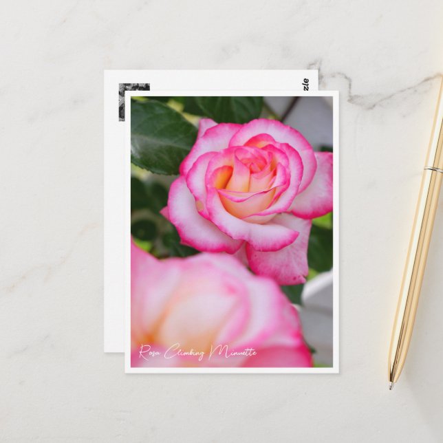 Postal Rosa Climbing Minuette (Anverso/Reverso In Situ)