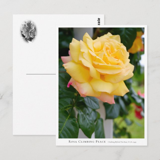 Postal Rosa Climbing Peace (Anverso / Reverso)