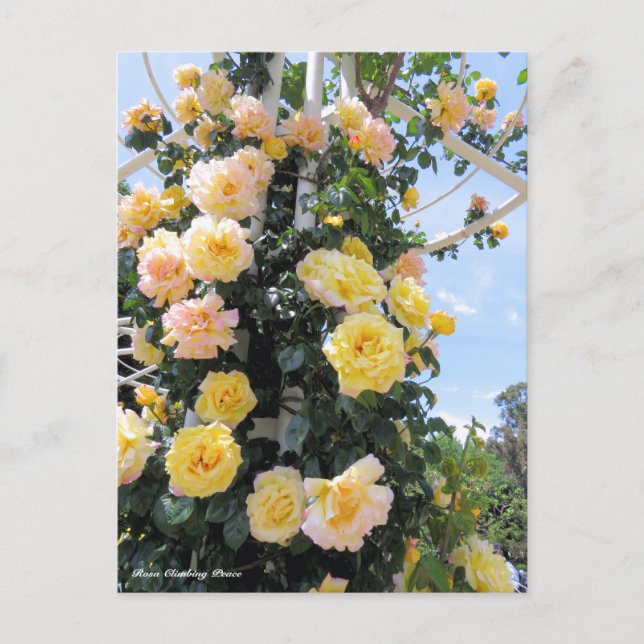 Postal Rosa Climbing Peace:Postcard (Anverso)