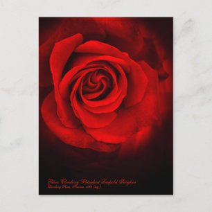 Postal Rosa Climbing Presidente Léopold Senghor