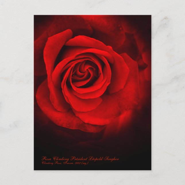 Postal Rosa Climbing Presidente Léopold Senghor (Anverso)