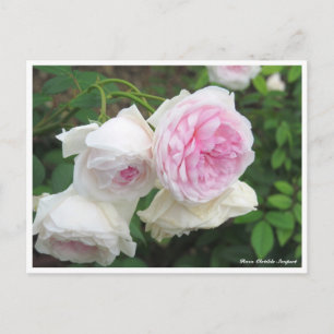 Postal Rosa Clotilde Soupert