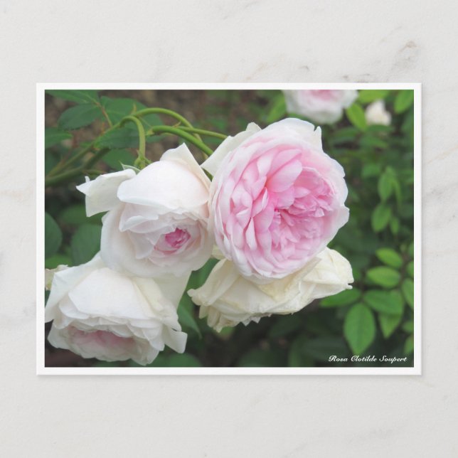 Postal Rosa Clotilde Soupert (Anverso)