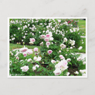Postal Rosa Clotilde Soupert:Postcard