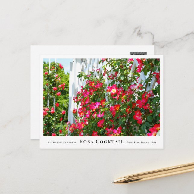 Postal Rosa Cocktail (Anverso/Reverso In Situ)