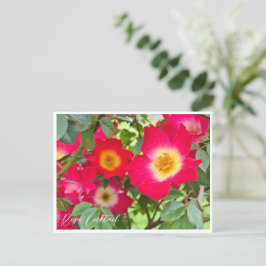 Postal Rosa Cocktail