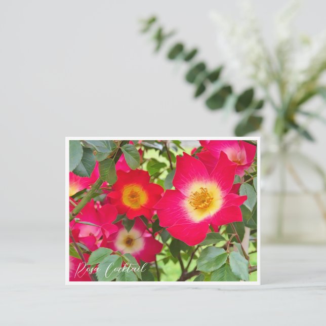 Postal Rosa Cocktail (Anverso de pie)