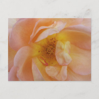 Postal Rosa Color Melocotón