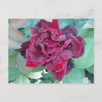 Postal Rosa con rocío matutino