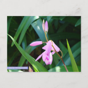 Postal Rosa contra el verde