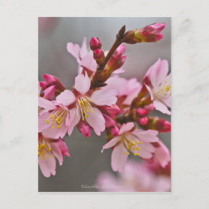 Postal Rosa Contra Un Cielo Gris Flor De Cerezo Japonesa