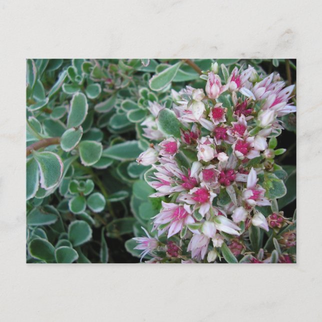 Postal Rosa Couvre-sol (Anverso)