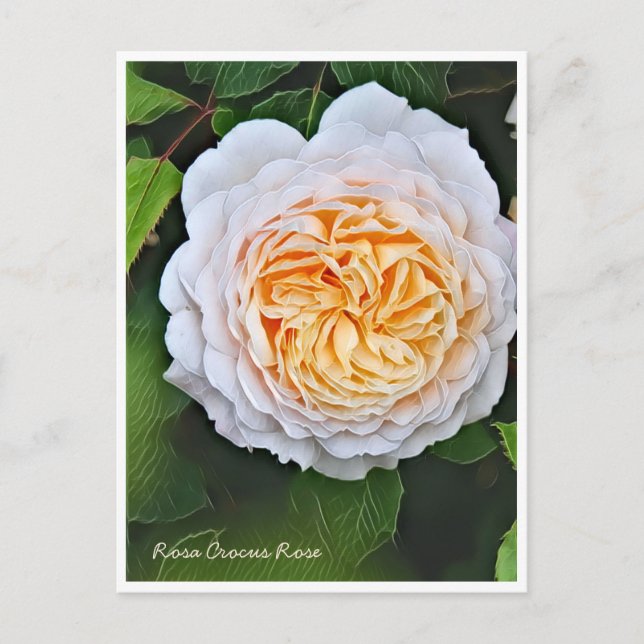 Postal Rosa Crocus Rose (Anverso)