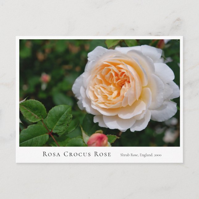 Postal Rosa Crocus Rose (Anverso)