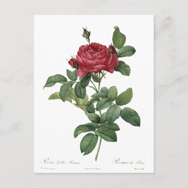 Postal Rosa Cute Vintage Botánico Hermoso Floral (Anverso)