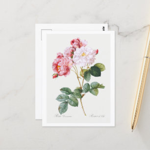 Postal Rosa Damascena